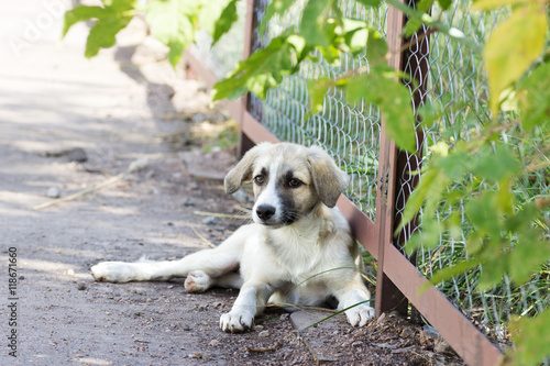 Billede på lærred tramp puppy outdoors