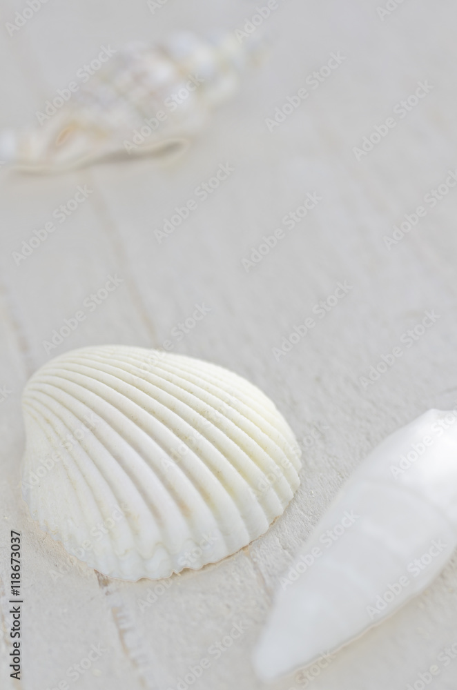 白い貝殻