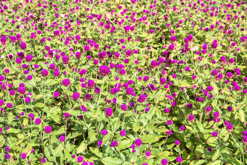 Purple amaranth flower in the garden