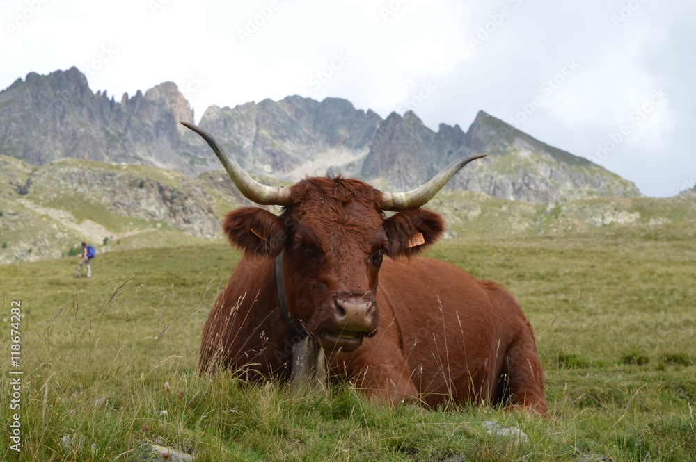 Vache à la montagne