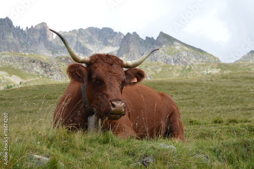 Obraz na płótnie Vache à la montagne w salonie