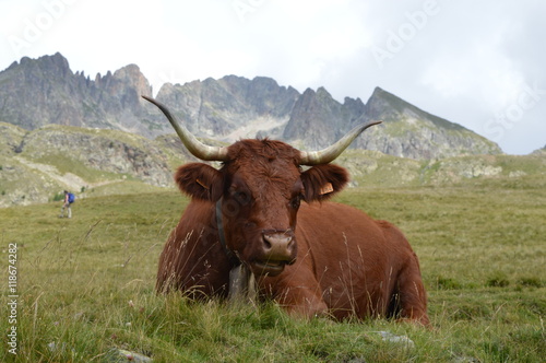 Vache à la montagne © Siouze