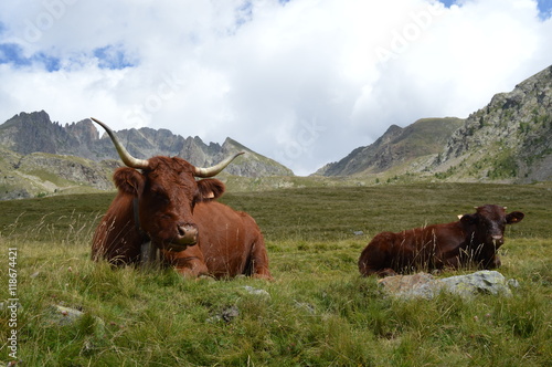 Vaches à la montagne © Siouze