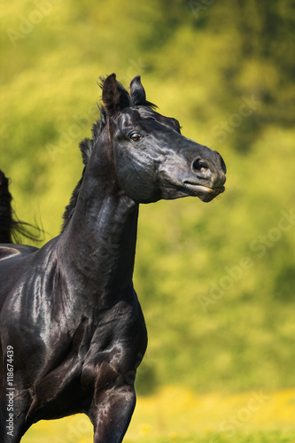 Black horse runs gallop in summer  portrait in motion