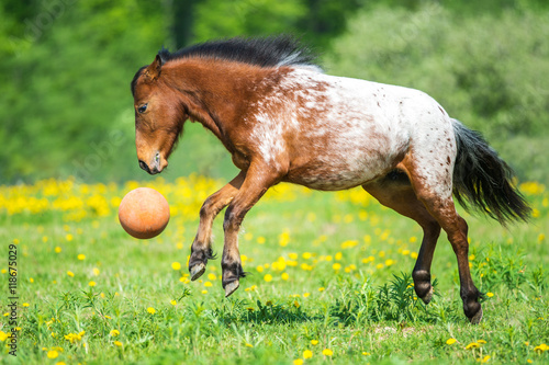 Fotografie Appaloosa horse playing with a ball on the meadow in summer time