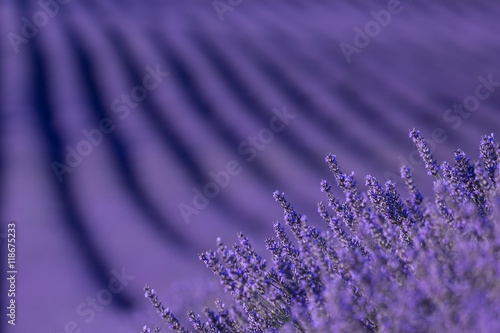 Campos de lavanda
