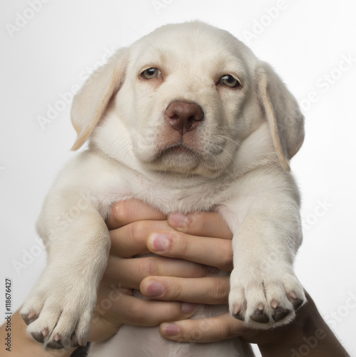 Cachorro de perro labrador blanco con ojos claros