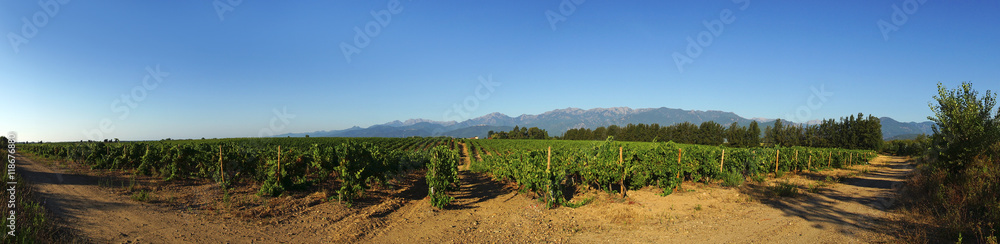 vignes de la plaine d'aléria