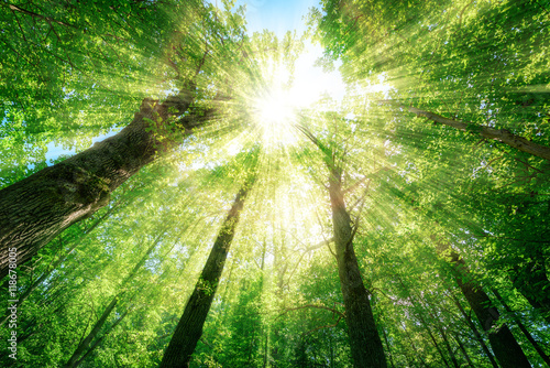 Forest trees. nature green wood sunlight backgrounds. © Tryfonov