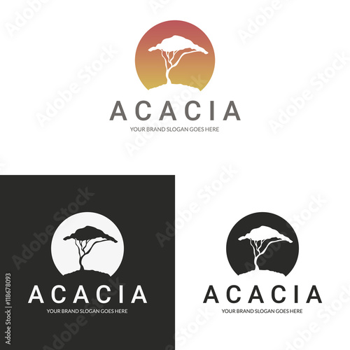 Acacia logo. Africa tree logotype. 
