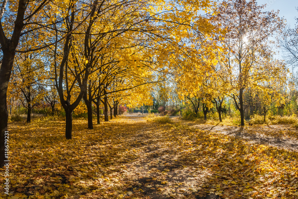 Obraz premium Beautiful autumn parkland