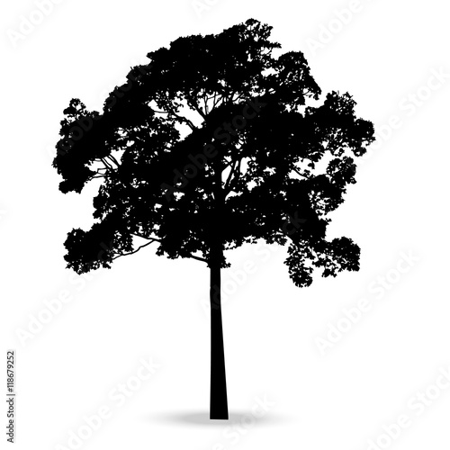Beautiful vector tree silhouette