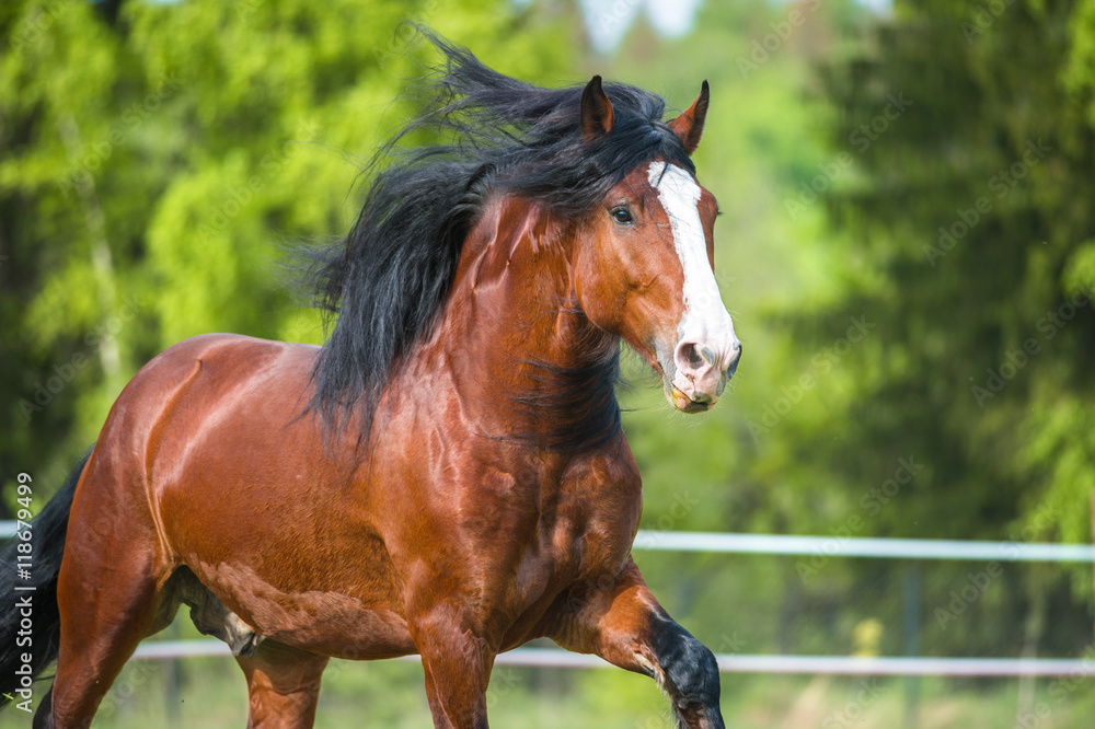 Obraz premium Bay Vladimir Heavy Draft horse runs gallop on the meadow