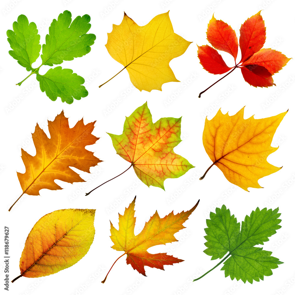 collection of tree leaves isolated on white background collection of tree leaves isolated on white background