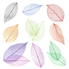 Papier peint photo Nervures de feuilles Collage of decorative skeleton leaves on white background.  © Africa Studio
