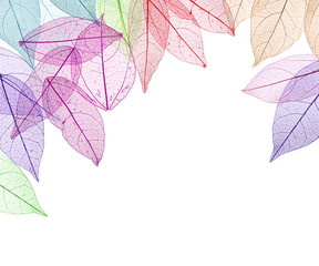 Papier peint photo Nervures de feuilles Decorative skeleton leaves on white background. Space for text.  © Africa Studio