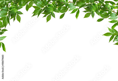 Green leaves frame on white background