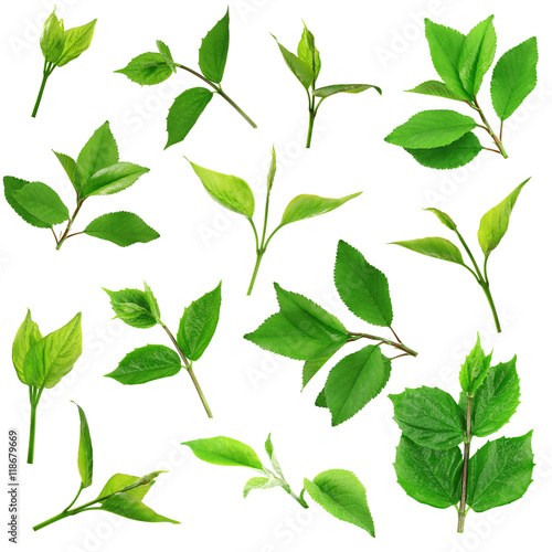 Collage of green leaves, isolated on white
