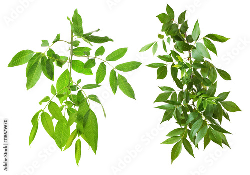Collage of green leaves, isolated on white