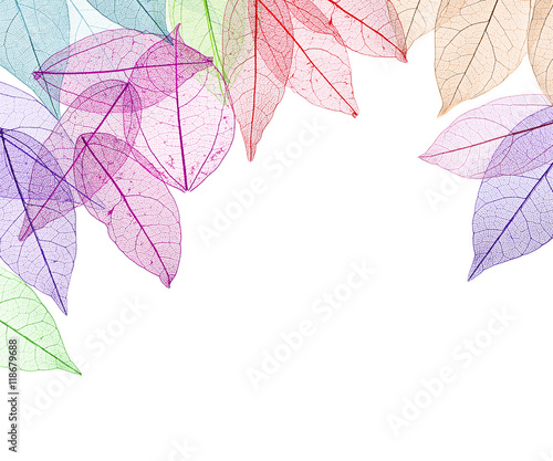 Decorative skeleton leaves on white background. Space for text.