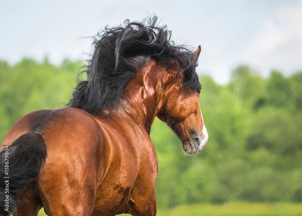 Fototapeta premium Bay Vladimir Heavy Draft horse runs gallop on the meadow