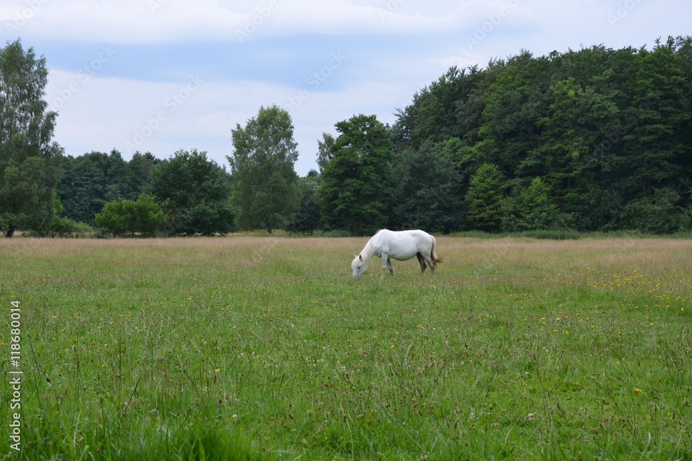 Weißes Pferd auf der Wiese frisst Gras Weißes Pferd auf der Wiese frisst Gras