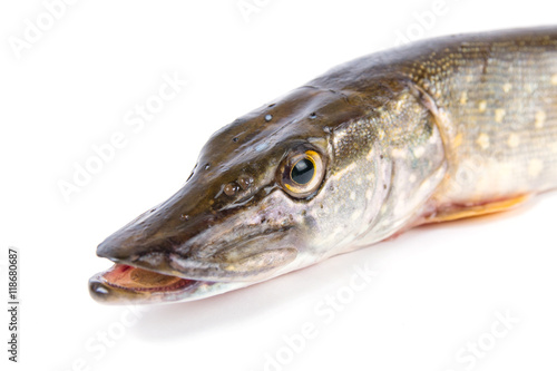Raw fish. Pike on white background.
