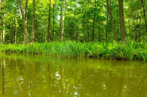 Fototapeta Naklejka Na Ścianę i Meble -  Wild river in forest, polish river Omulew