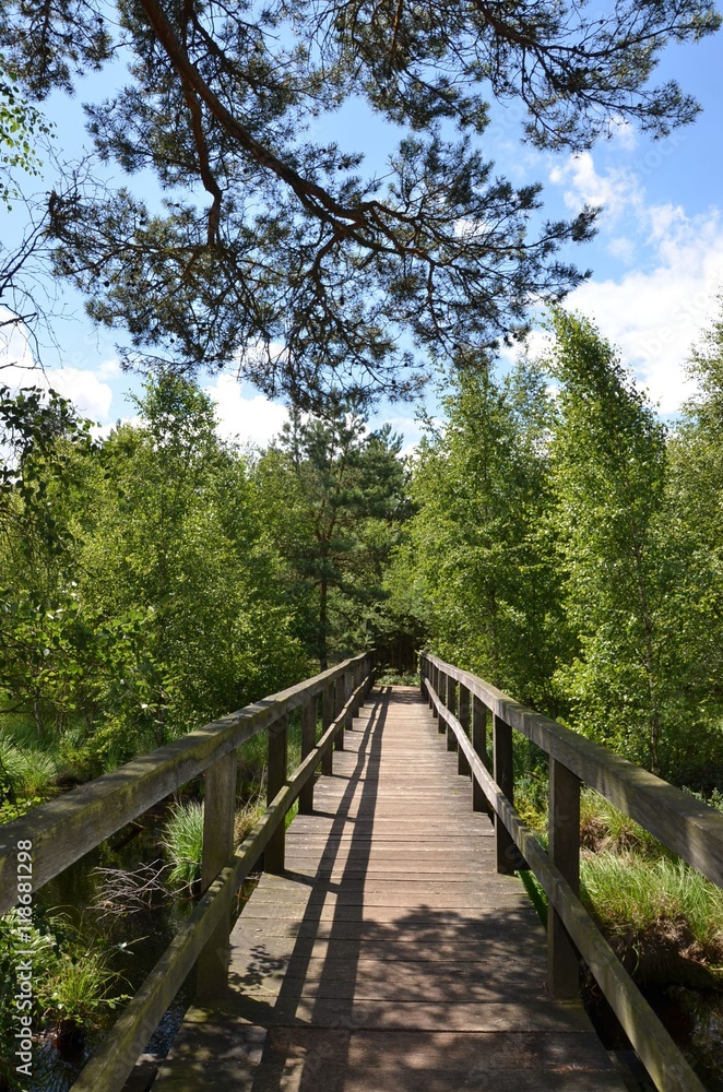 Holzbrücke in Naturlandschaft