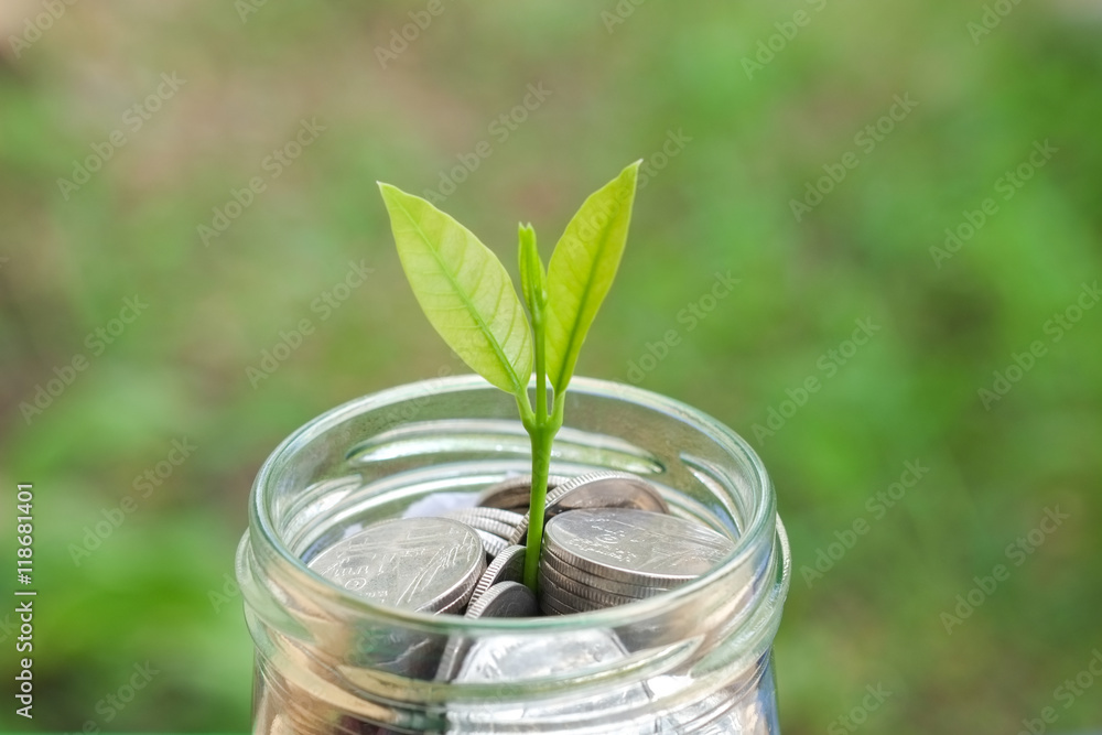 plant growing out of coins