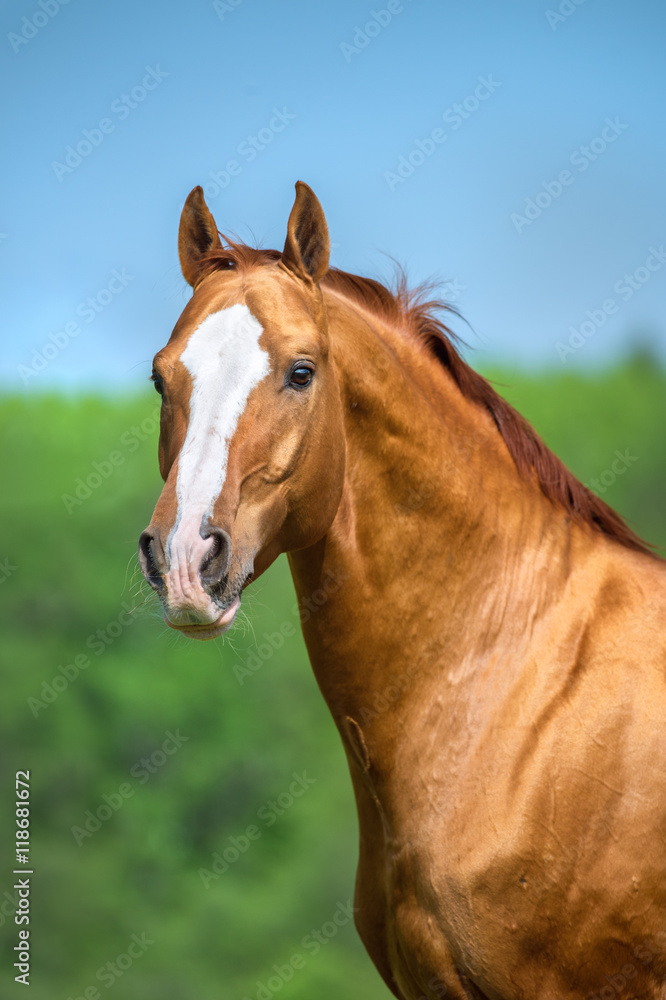 Golden red Don horse portrait in summer time Golden red Don horse portrait in summer time