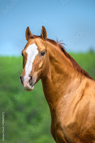 Golden red Don horse portrait in summer time
