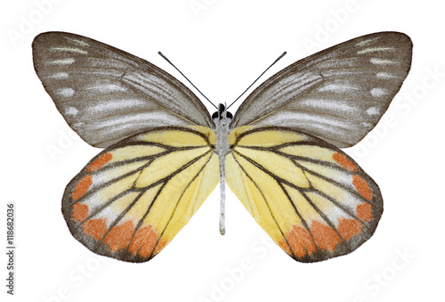 Butterfly Delias hyparete indica (female) (underside) on a white background