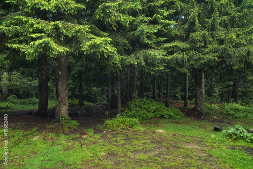 Forest as a background. Beautiful natural background in the summer time
