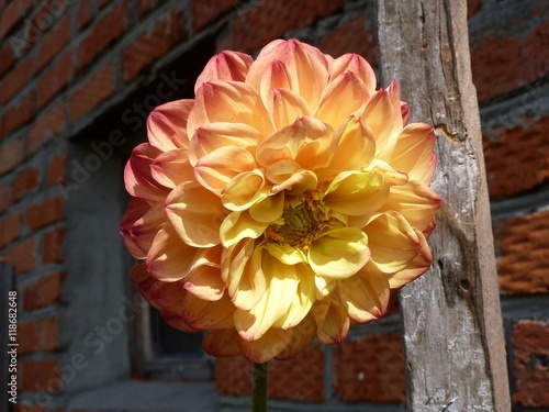 Шаровидный цветок георгины желто-оранжевого цвета