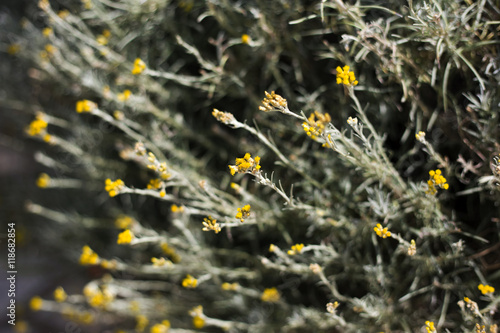 Organic immortelle - healthy plant in dalmatian hinterland