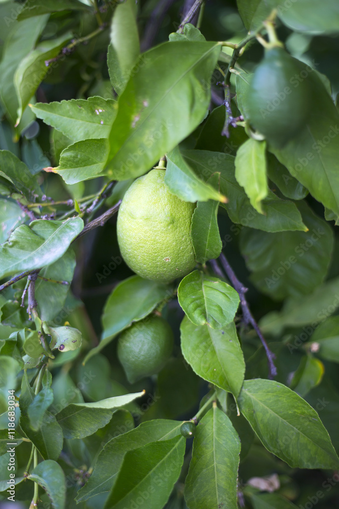 Organic lemon tree in Ivan Dolac village, Hvar island - Croatia Organic lemon tree in Ivan Dolac village, Hvar island - Croatia