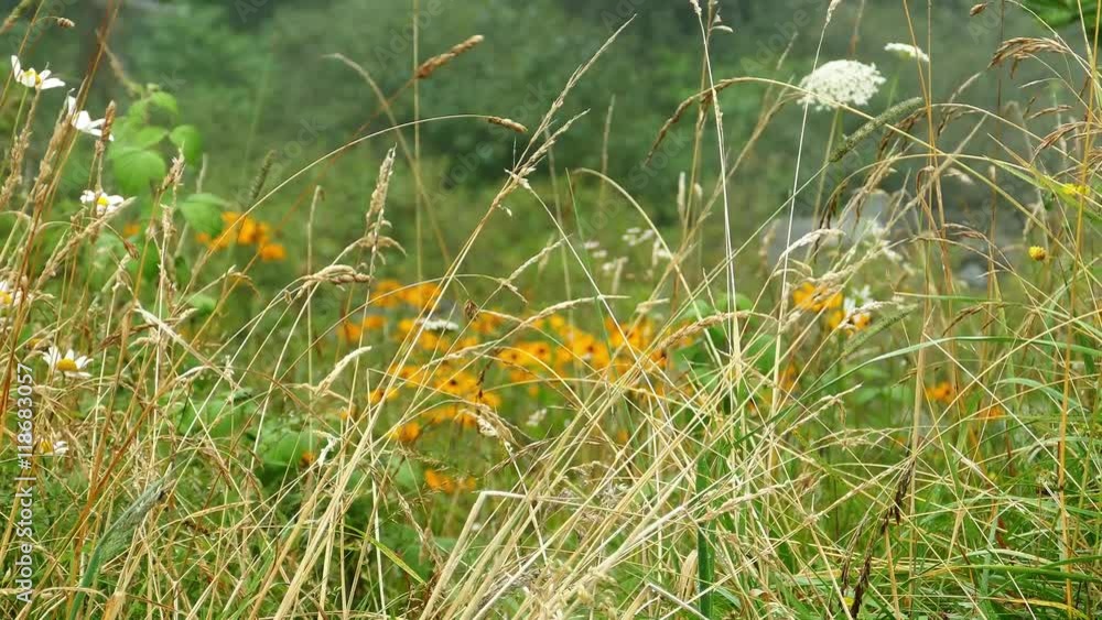 Grass and flowers in summer - close up Grass and flowers in summer - close up