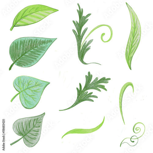 Green leaves. Drawing by hand, colored pencil, crayon Stock Illustration |  Adobe Stock