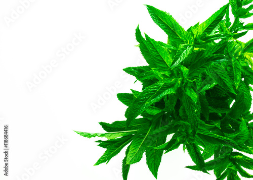 Fresh spearmint herb