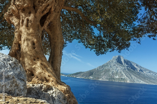 South European landscape with huge ancient olive tree and sea view on Telendos island