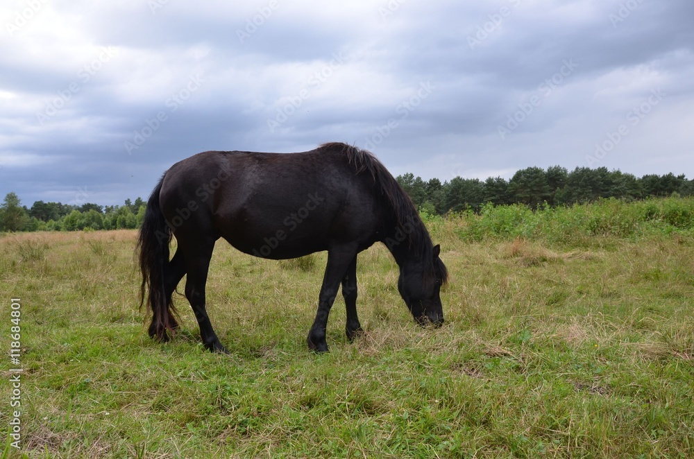 Schwarzes Pferd auf der Weide frisst Gras Schwarzes Pferd auf der Weide frisst Gras