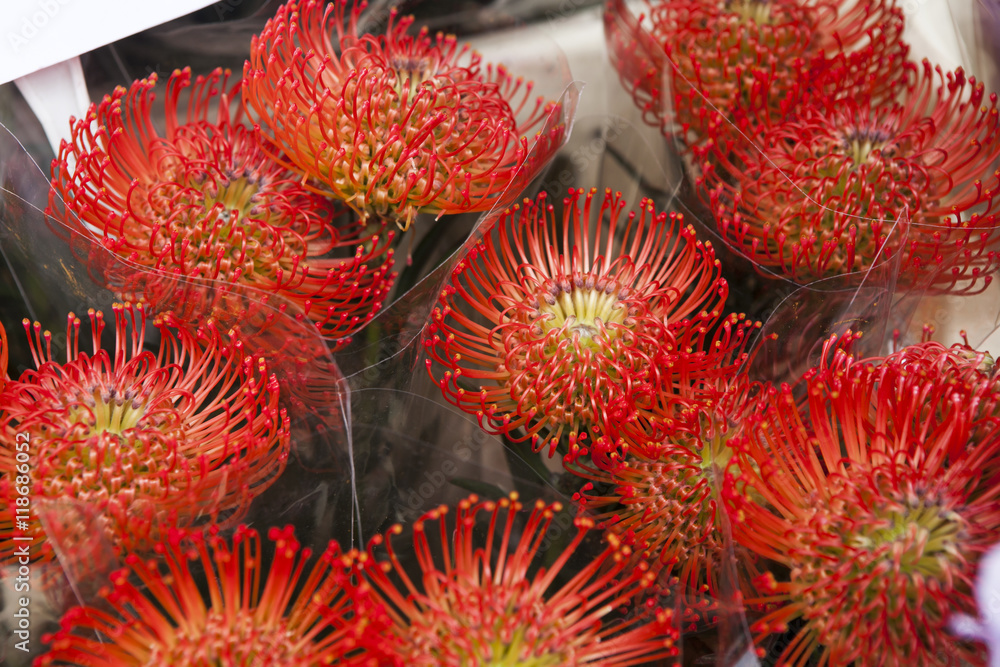 Flowering leucospermum bush. Also known as pincushion protea. Plant belonging to Proteaceae family with stunning inflorescences, prominent styles and grey green leathery leaves. Flowering leucospermum bush. Also known as pincushion protea. Plant belonging to Proteaceae family with stunning inflorescences, prominent styles and grey green leathery leaves.