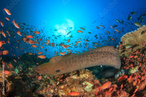 Giant Moray Eel coral reef and fish, Kamodo National Park photo