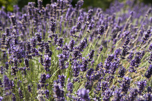 lavender flowers - Sunset over a summer purple lavender field . Bunch of scented flowers in the lavanda fields of the French Provence near Valensole