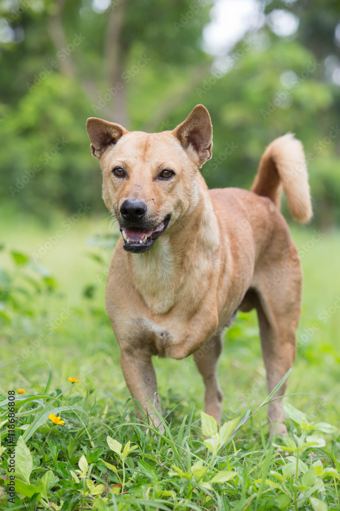 Disabled dog three legs standing Disabled dog three legs standing