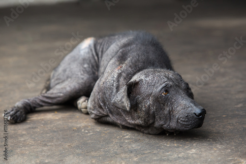 Mangy dog lying on oily floor