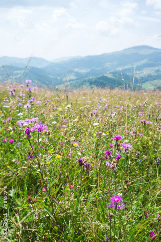 Flowering meadow on a background of mountains