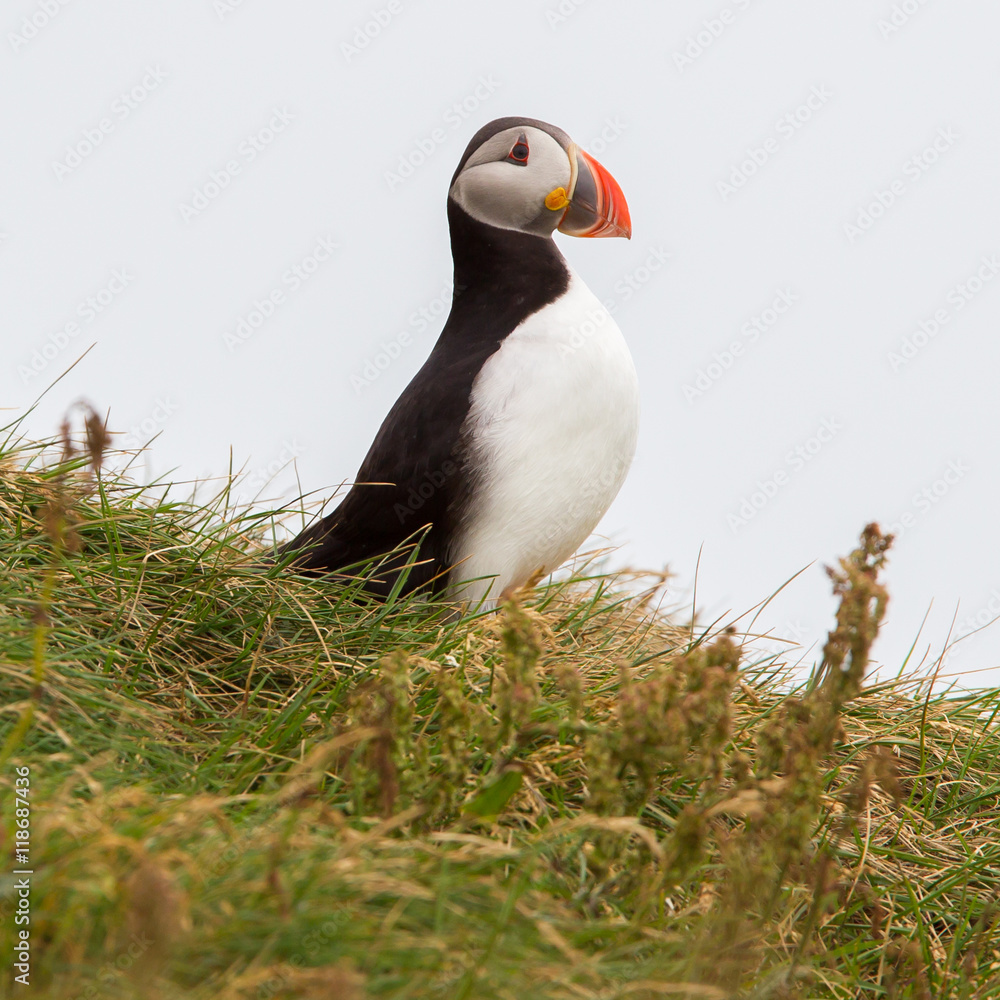 Naklejka premium Colorful Puffin isolated in natural environment
