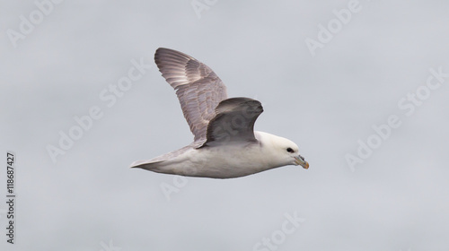Fulmar, Fulmarus glacialis